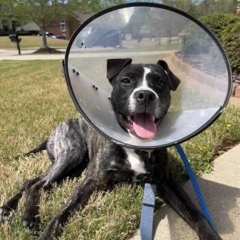 Sparky -  Terrier and Mixed Breed Dog for Adoption in Mooresville, North Carolina - Sparky | PetCurious