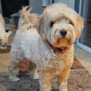 Hettie -  Tibetan Terrier Dog for Adoption in Nampa, Idaho - Hettie | PetCurious