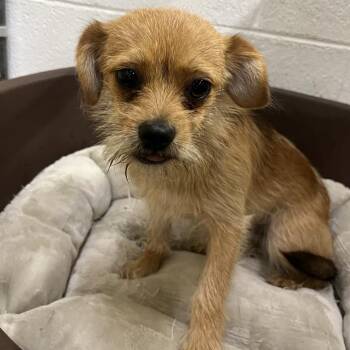 Mixed Breed Dogs Available for Adoption in Columbiana, Alabama - Nolan (ADOPTED) | PetCurious