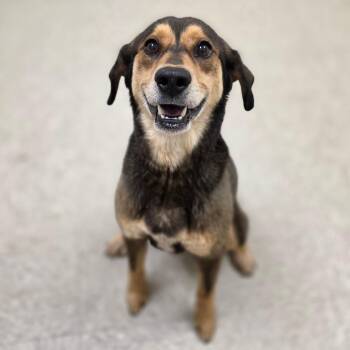 Jake -  Mixed Breed Dog for Adoption in Chatham, Virginia - Jake | PetCurious