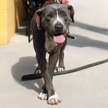 Rescue Mixed Breed Dogs for Adoption in Las Cruces, New Mexico - Luna | PetCurious