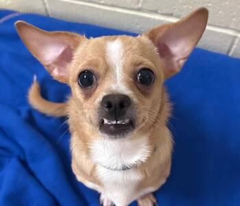 Isaac -  Chihuahua and Shih Tzu Dog for Adoption in Norwalk, Connecticut - Isaac | PetCurious