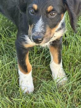 Pickle -  Poodle and Shepherd Dog for Adoption in Homewood, Illinois - Pickle | PetCurious