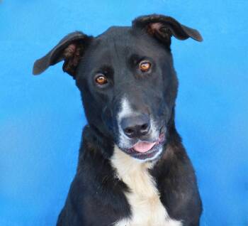 OREO -  Labrador Retriever Dog for Adoption in Pasadena, California - OREO | PetCurious