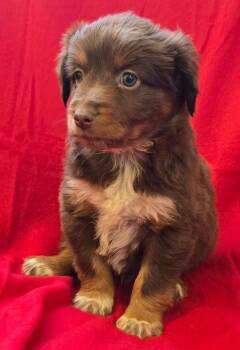Mixed Breed Dogs Available for Adoption in Murphysboro, Illinois - Murphy | PetCurious