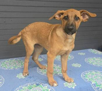 Adam (foster needed) -  Shepherd and Rhodesian Ridgeback Dog for Adoption in New York, New York - Adam (foster Needed) | PetCurious