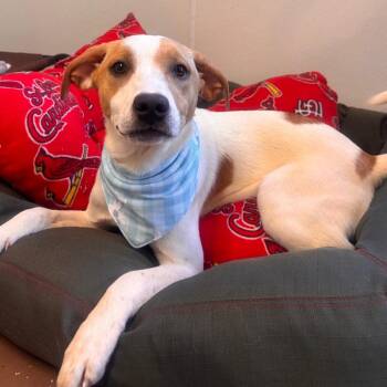 Hound Dogs Available for Adoption in Belleville, Illinois - Prue | PetCurious