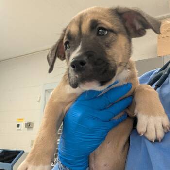 Ariadne -  Pit Bull Terrier and German Shepherd Dog Dog for Adoption in Indianapolis, Indiana - Ariadne | PetCurious