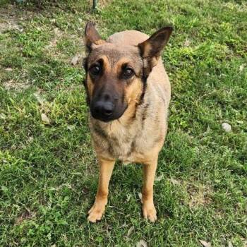 Rosie -  German Shepherd Dog and Mixed Breed Dog for Adoption in Corpus Christi, Texas - Rosie | PetCurious