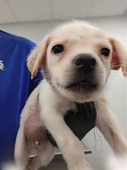 DANNY -  Labrador Retriever and Mixed Breed Dog for Adoption in Corpus Christi, Texas - DANNY | PetCurious