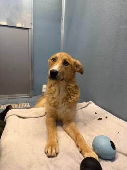 Ares -  Mixed Breed Dog for Adoption in Hyde Park, New York - Ares | PetCurious