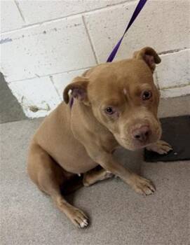 Pit Bull Terrier Dogs Available for Adoption in San Bernardino, California - MIEL | PetCurious