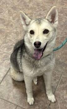 Daisy Bear -  Siberian Husky Dog for Adoption in Littleton, Colorado - Daisy Bear | PetCurious