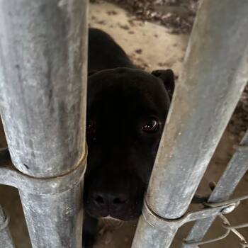 Rescue Mixed Breed Dogs for Adoption in Gadsden, Alabama - ELM 63 | PetCurious