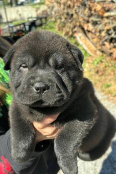 Phoenix -  Shar Pei Dog for Adoption in Merrillville, Indiana - Phoenix | PetCurious