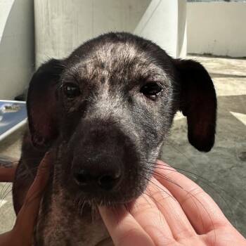 Mixed Breed Dogs Available for Adoption in Guaynabo, Guaynabo - Ash | PetCurious