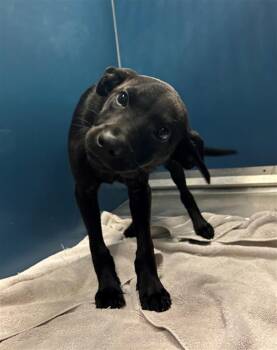 Labrador Retriever and Mixed Breed Dogs Available for Adoption in Conroe, Texas - THUMPER | PetCurious