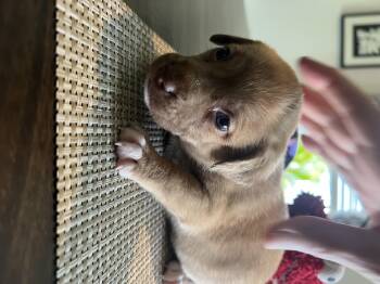 Ripley -  Chihuahua and Neapolitan Mastiff Dog for Adoption in Severance, Colorado - Ripley | PetCurious