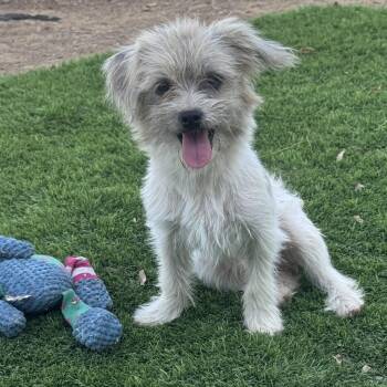 Mr. Bubble Bee Sparrow -  Cairn Terrier and Pomeranian Dog for Adoption in Ridgefield, Washington - Mr. Bubble Bee Sparrow | PetCurious