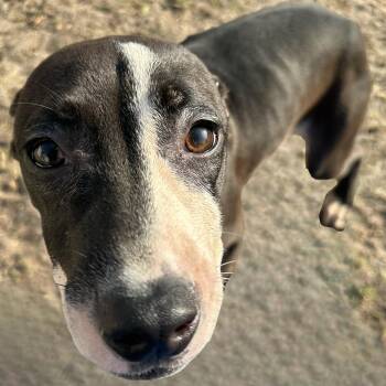 Rescue Pit Bull Terrier Dogs for Adoption in Valdosta, Georgia - Finch | PetCurious
