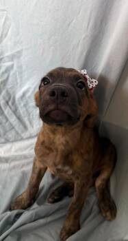 Shepherd Dogs Available for Adoption in New York, New York - Beth | PetCurious