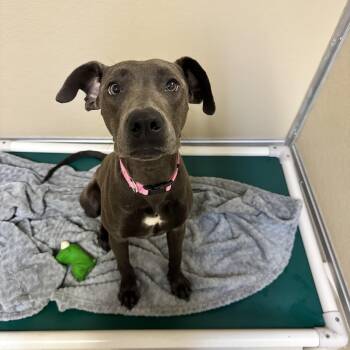 Hazel -  Labrador Retriever Dog for Adoption in Mineral Point, Wisconsin - Hazel | PetCurious