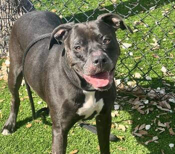 Mixed Breed Dogs Available for Adoption - NOVA | PetCurious