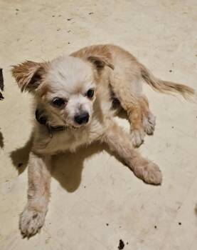 Squiggy -  Chihuahua Dog for Adoption in Phoenix, Arizona - Squiggy | PetCurious