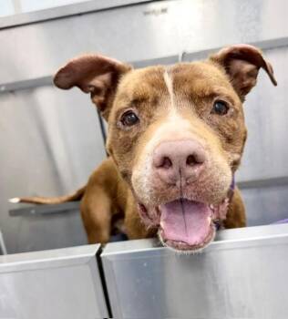 DECLAN -  Pit Bull Terrier Dog for Adoption in Charlotte, North Carolina - DECLAN | PetCurious