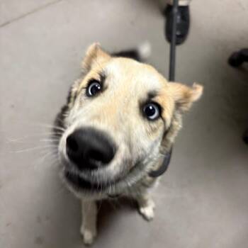 Husky and Mixed Breed Dogs Available for Adoption in Yuma, Arizona - Ashley | PetCurious
