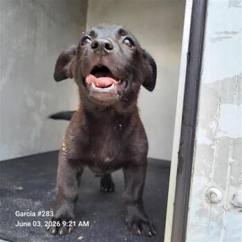 Belgian Shepherd Malinois Dogs Available for Adoption in San Antonio, Texas - ANGIE | PetCurious