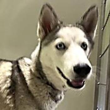 Siren -  Siberian Husky Dog for Adoption in Thousand Oaks, California - Siren | PetCurious