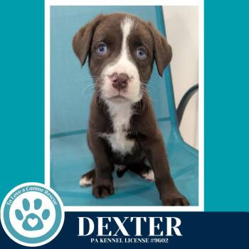 Catahoula Leopard Dog and Labrador Retriever Dogs Available for Adoption - Dexter (The Blues Brothers) 031426 | PetCurious