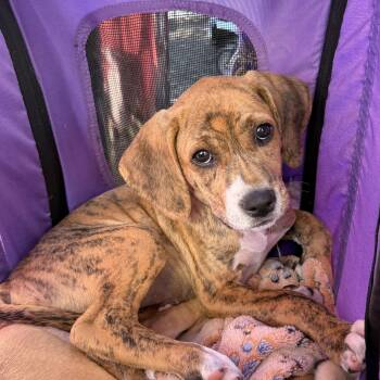 Treeing Walker Coonhound and Pit Bull Terrier Dogs Available for Adoption in Pleasure Rdge, Kentucky - Journey | PetCurious
