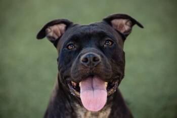 Rescue Pit Bull Terrier and Mixed Breed Dogs for Adoption in Orlando, Florida - GAIA | PetCurious