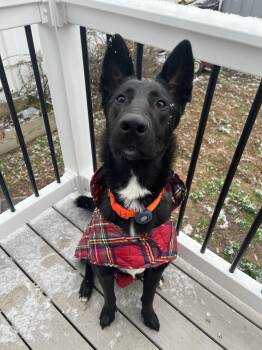 Belgian Shepherd Malinois Dogs Available for Adoption in Medford Lakes, New Jersey - Cash | PetCurious