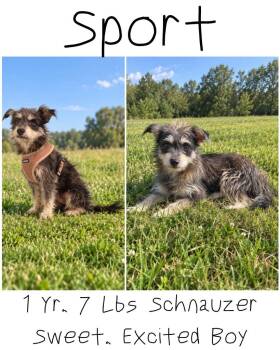 Sport (Chiquitin) -  Schnauzer Dog for Adoption in Albany, Georgia - Sport (Chiquitin) | PetCurious
