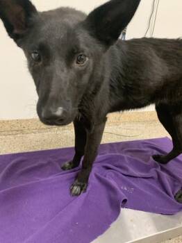 Smurfette -  Belgian Shepherd Malinois Dog for Adoption in Vancouver, Washington - Smurfette | PetCurious