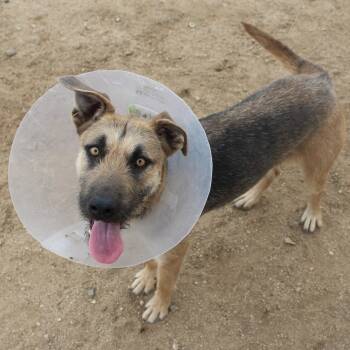 German Shepherd Dog and Giant Schnauzer Dogs Available for Adoption - Velma | PetCurious