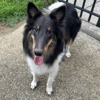 Jasmine -  Shetland Sheepdog Sheltie Dog for Adoption in Rock Hill, South Carolina - Jasmine | PetCurious