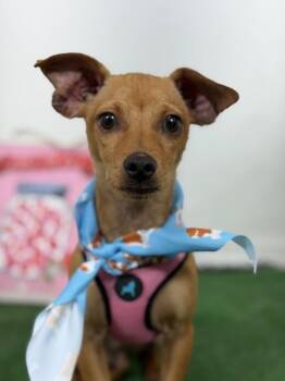 Onyx-One of our Amazing Rescue Dogs -  Chihuahua and Mixed Breed Dog for Adoption in Carlsbad, California - Onyx-One Of Our Amazing Rescue Dogs | PetCurious