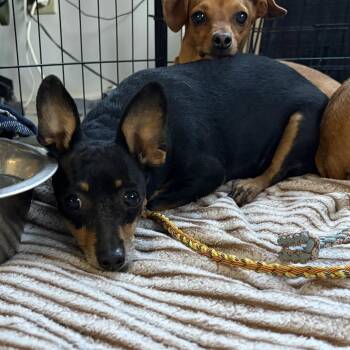 Esther -  Chihuahua and Miniature Pinscher Dog for Adoption in Austin, Texas - Esther | PetCurious