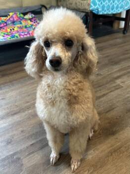 Poodle Dogs Available for Adoption in Pacolet, South Carolina - Palmer Apr 26 | PetCurious