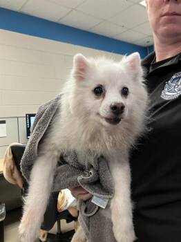 Rescue Pomeranian Dogs for Adoption in Dallas, Texas - CHARLIE | PetCurious
