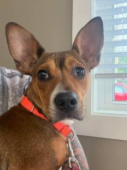 Pedro -  Chihuahua Dog for Adoption in Westwood, New Jersey - Pedro | PetCurious