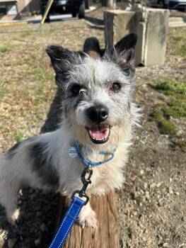 Terrier Dogs Available for Adoption in Candler, North Carolina - Biscuit | PetCurious
