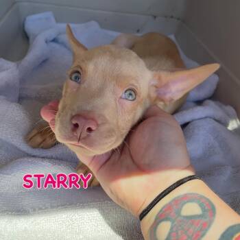 Rescue Carolina Dog Dogs for Adoption in Fort Pierce, Florida - Starry | PetCurious