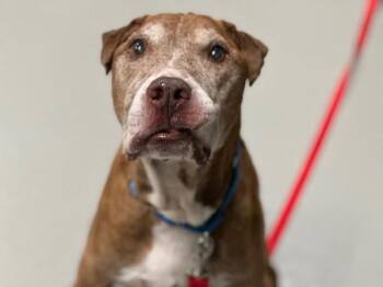 Bussup -  Mixed Breed Dog for Adoption - Bussup | PetCurious