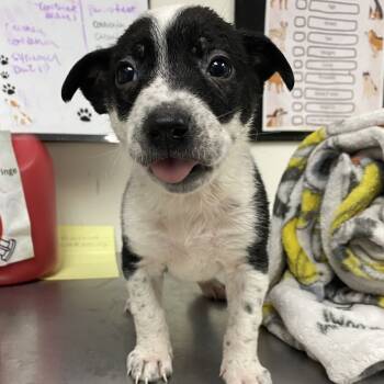 Rescue Australian Cattle Dog Blue Heeler and Labrador Retriever Dogs for Adoption in Parrish, Alabama - Celina | PetCurious