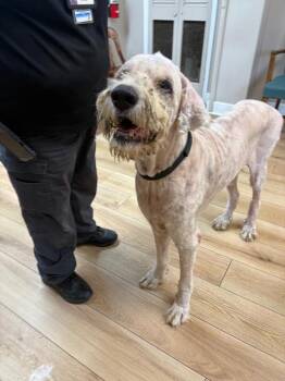 Clifford -  Sheep Dog and Great Pyrenees Dog for Adoption in Fayetteville, Tennessee - Clifford | PetCurious